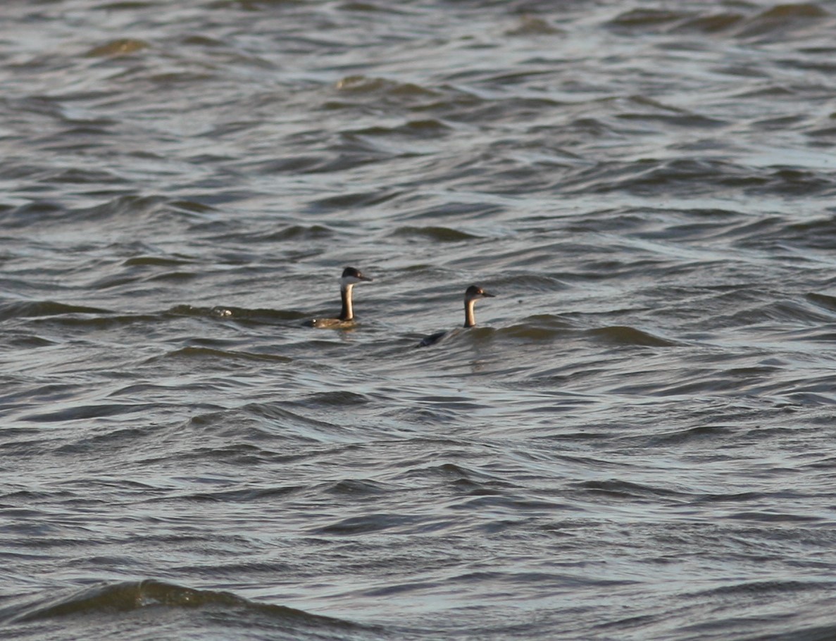 Horned Grebe - ML620133200