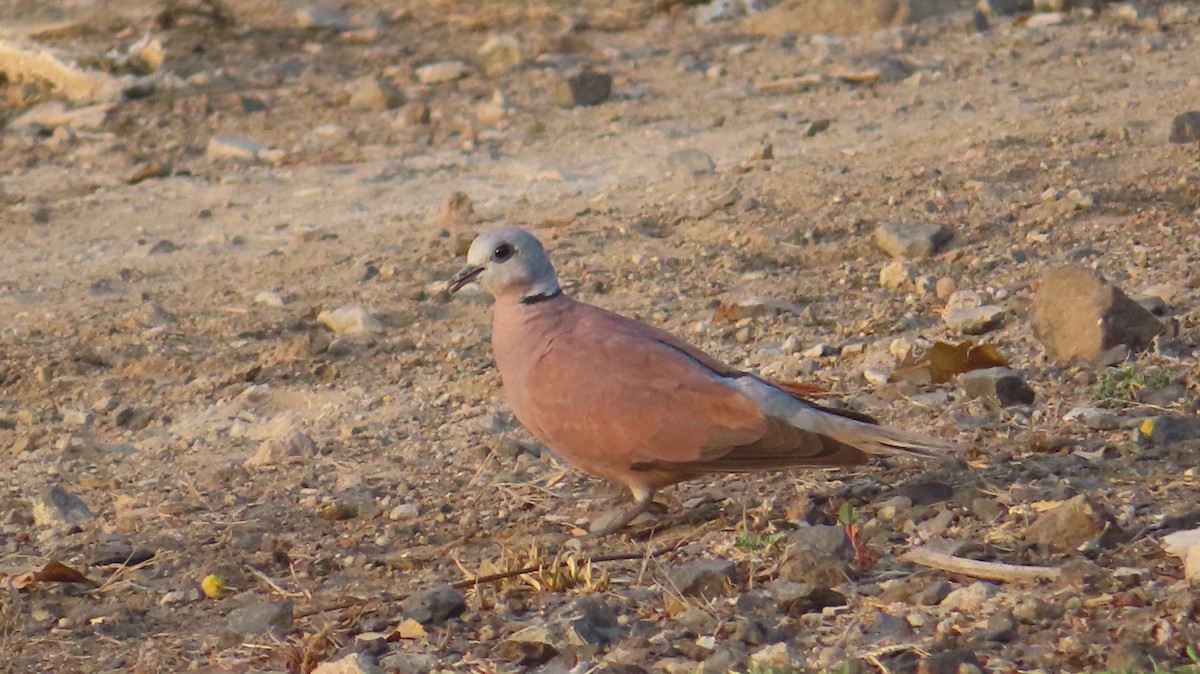 Red Collared-Dove - ML620133202