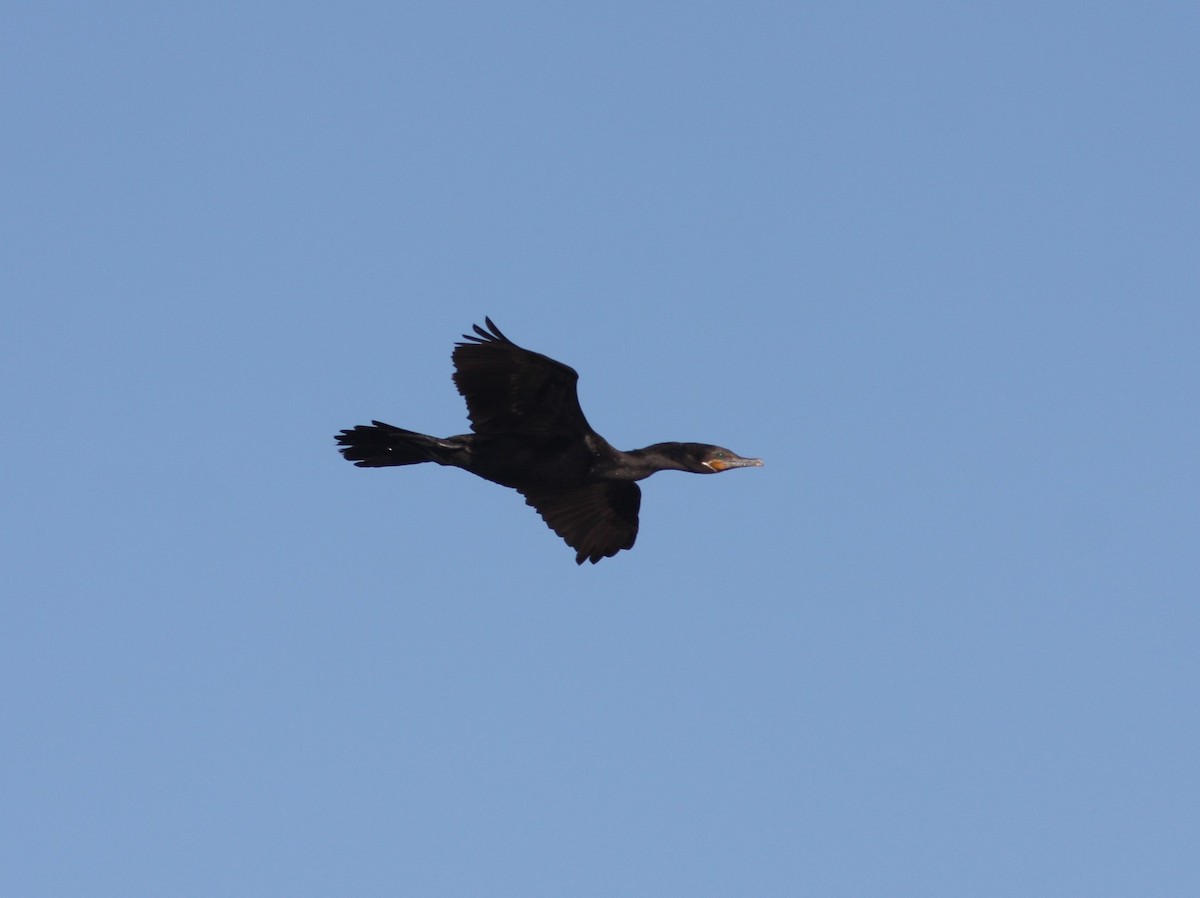 Neotropic Cormorant - ML620133206