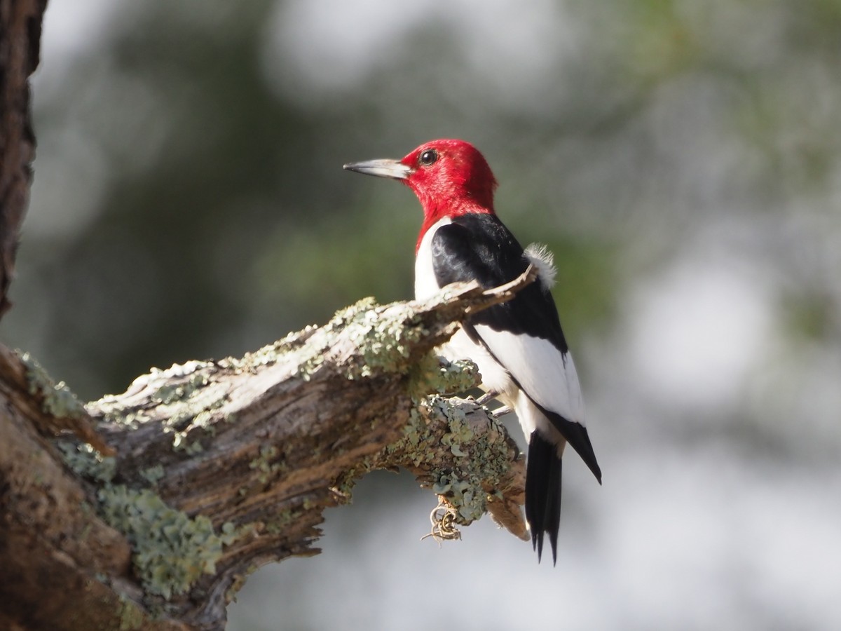Red-headed Woodpecker - ML620133209