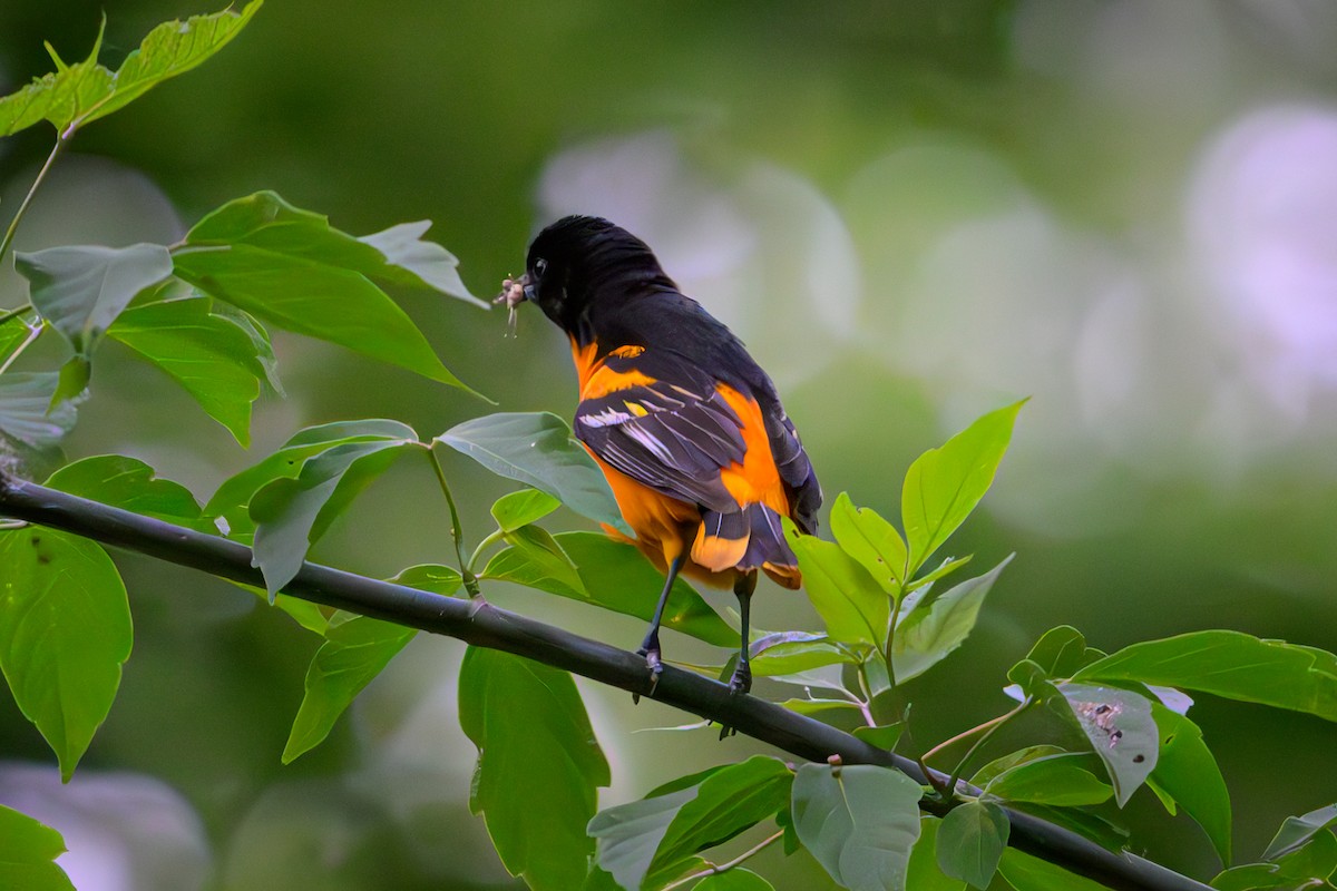 Baltimore Oriole - ML620133210