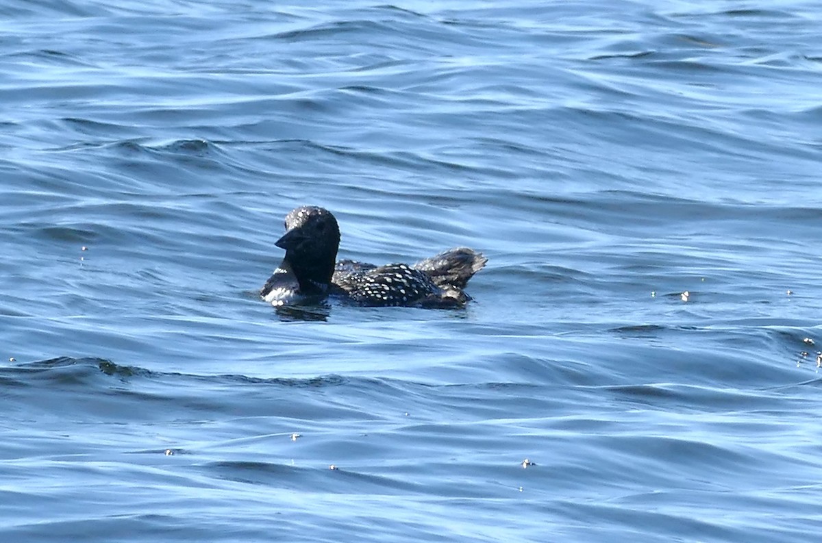 Common Loon - ML620133213