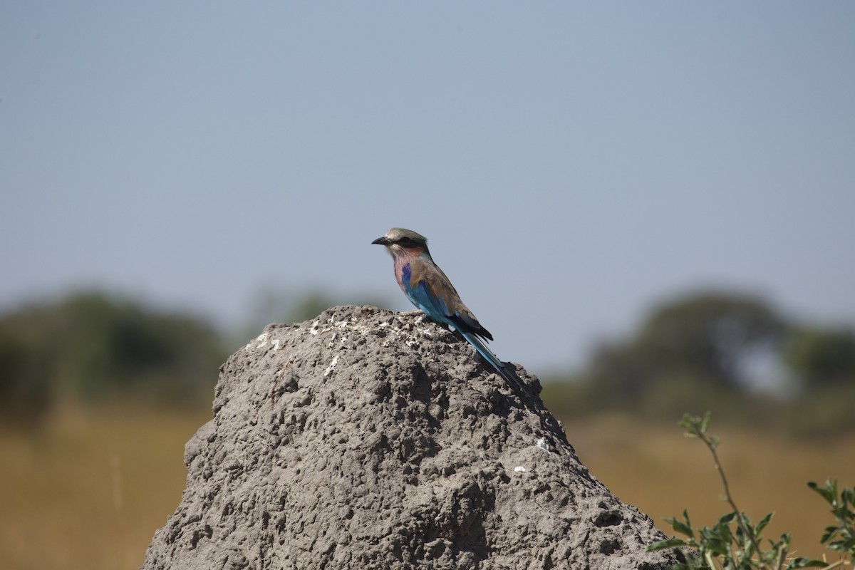 Lilac-breasted Roller - ML620133218