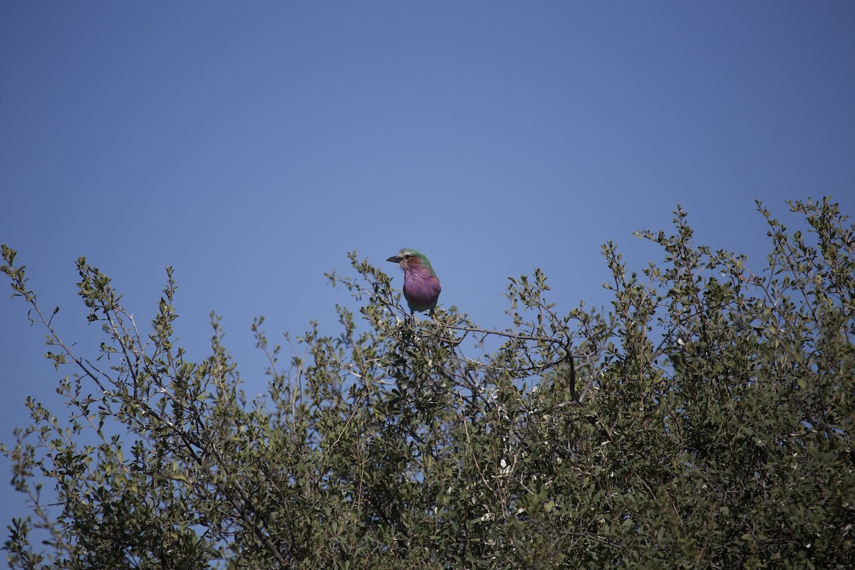 Lilac-breasted Roller - ML620133219