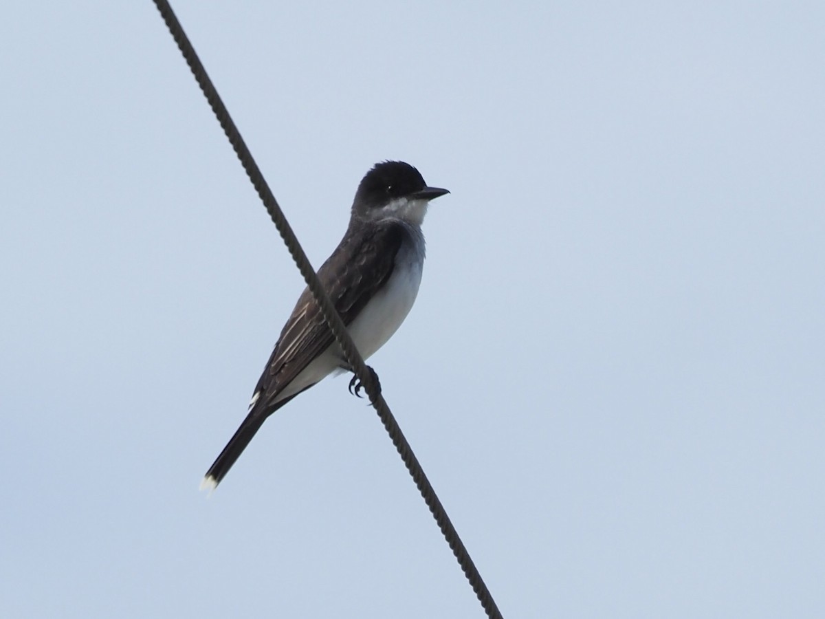 Schieferrücken-Königstyrann - ML620133231