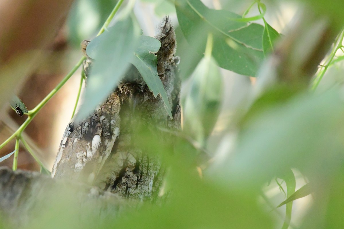 Eurasian Scops-Owl - ML620133235