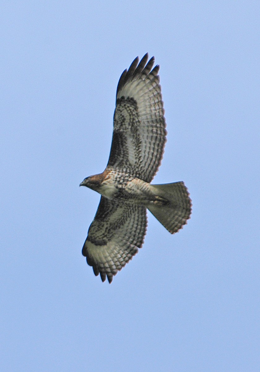 Rotschwanzbussard - ML620133236