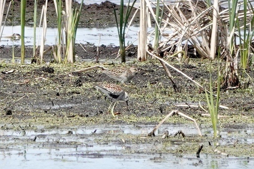 Bécasseau à poitrine cendrée - ML620133239