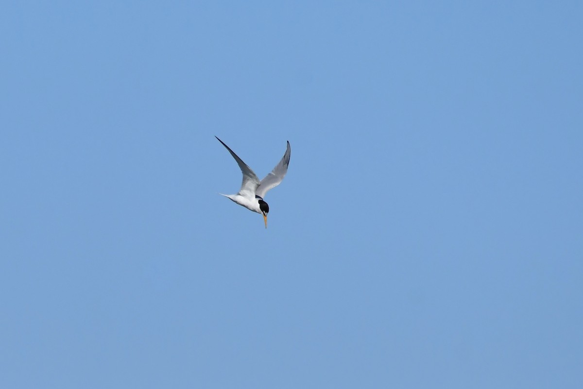 Little Tern - ML620133240