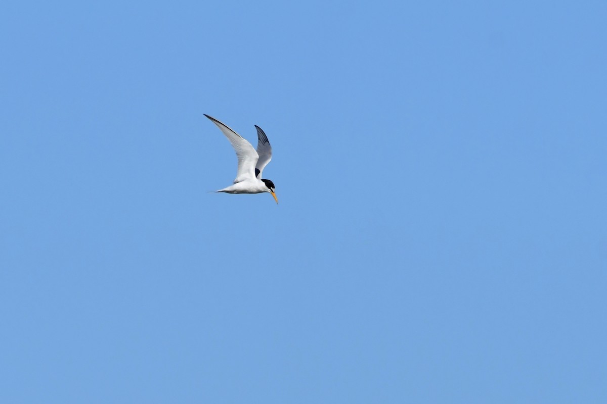 Little Tern - ML620133241