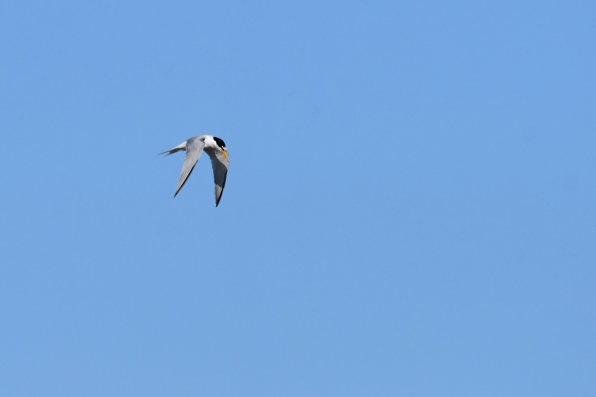 Little Tern - ML620133244