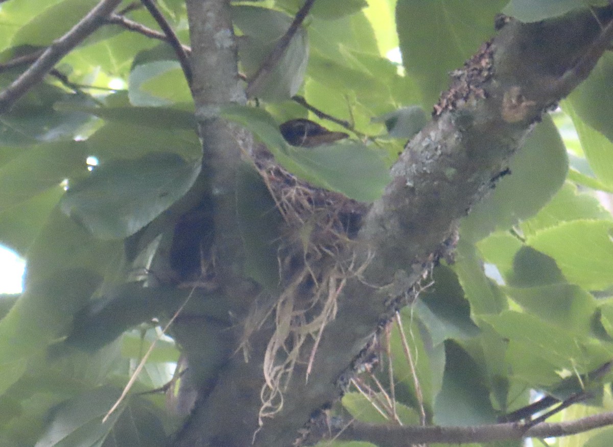 American Robin - Monika Wood