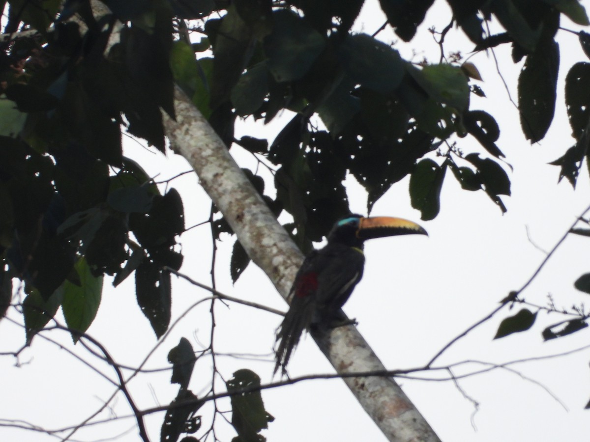 Lettered Aracari - ML620133249