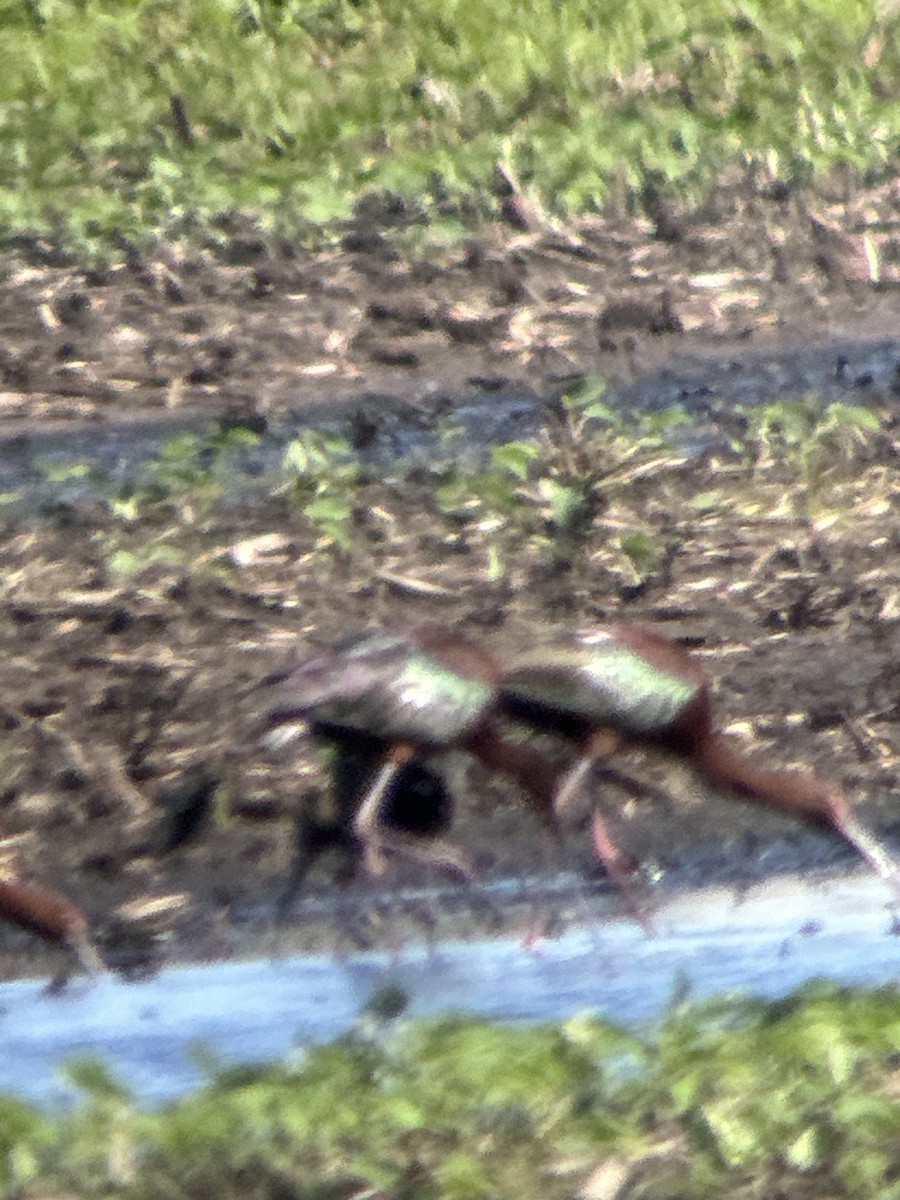 White-faced Ibis - ML620133256