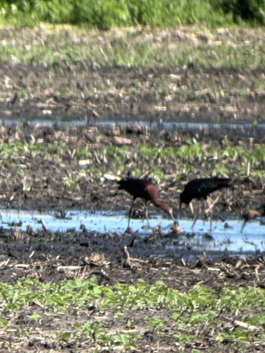 White-faced Ibis - ML620133260