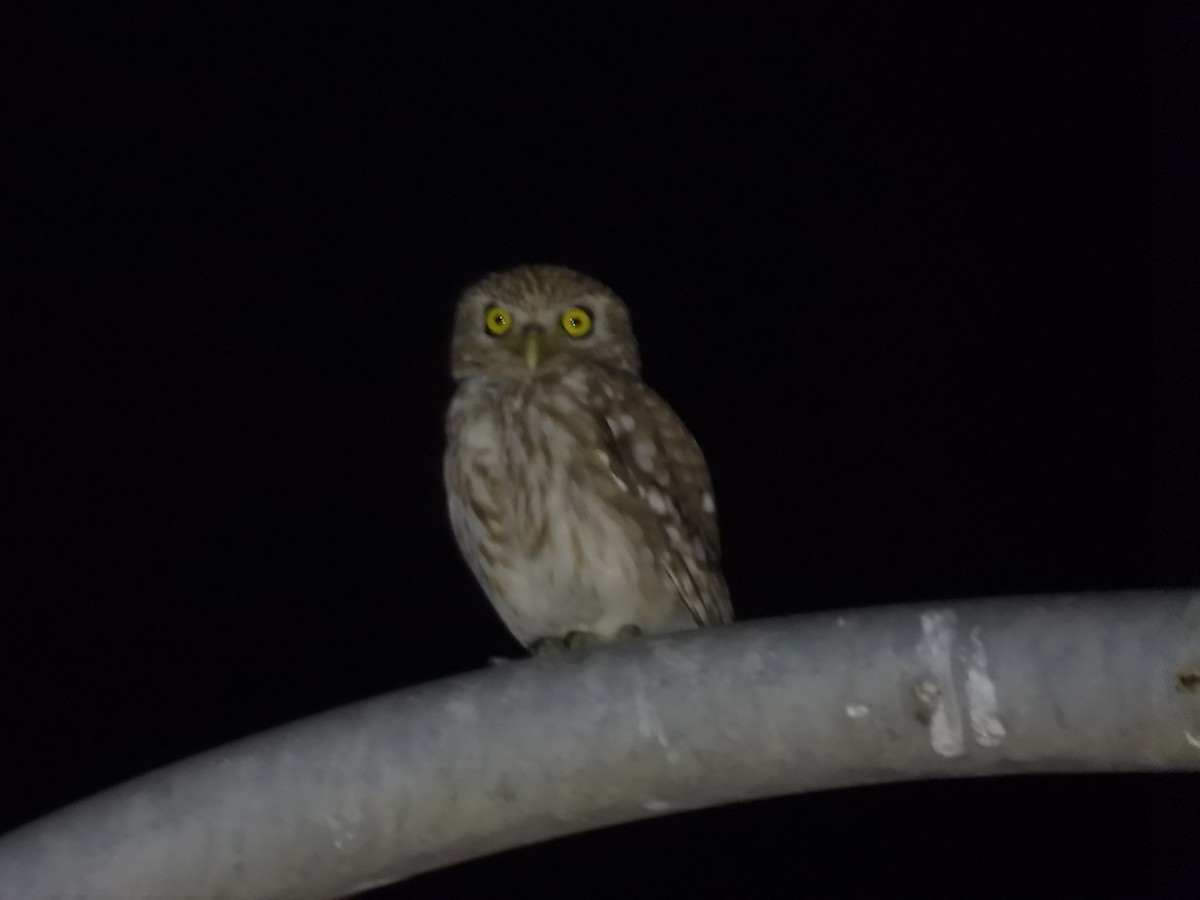 Little Owl - ML620133264