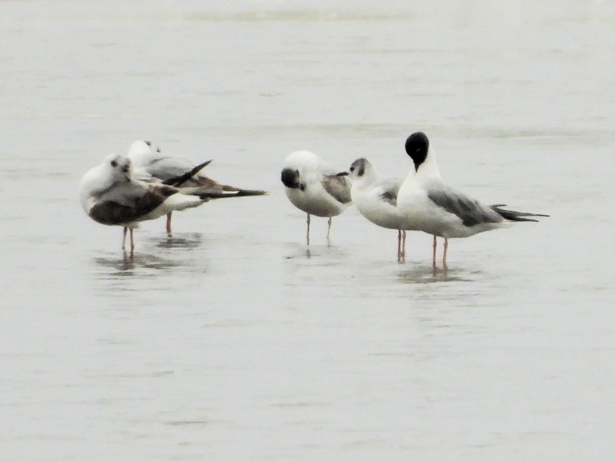 Mouette de Bonaparte - ML620133265