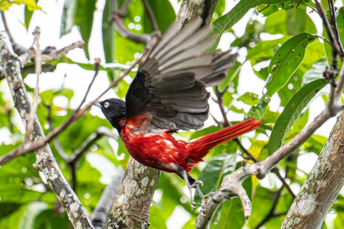 Maroon Oriole - ML620133267