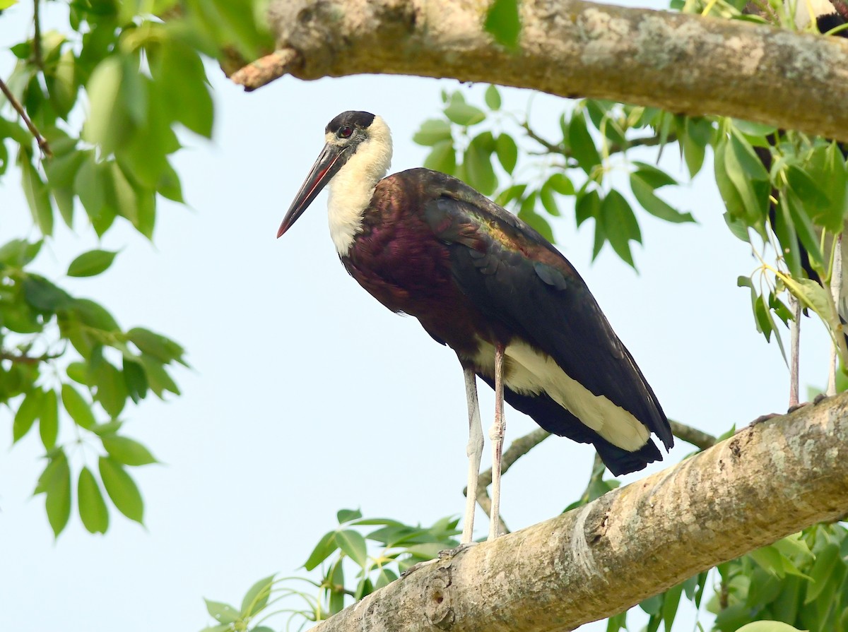 Asian Woolly-necked Stork - ML620133271