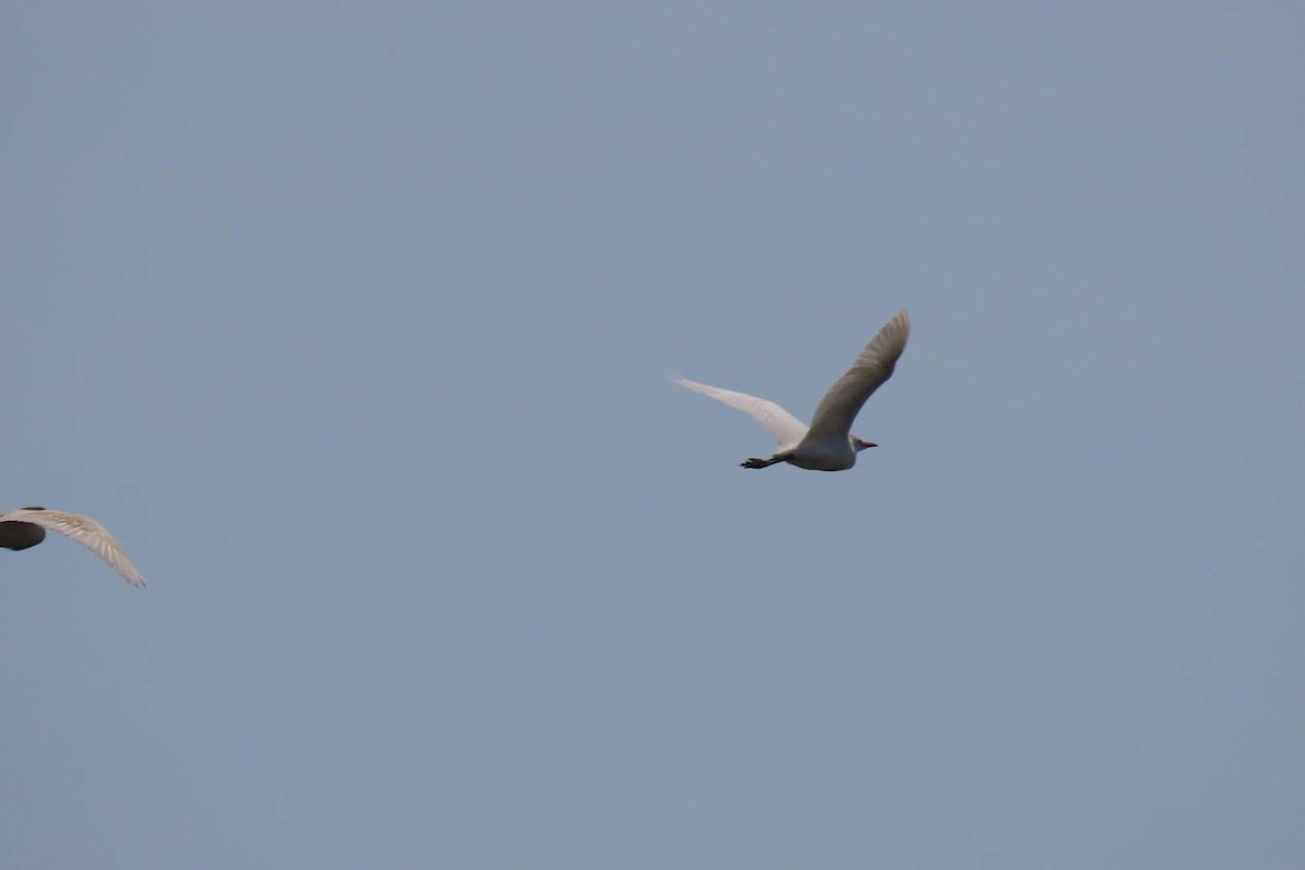 Чапля єгипетська (підвид ibis) - ML620133278