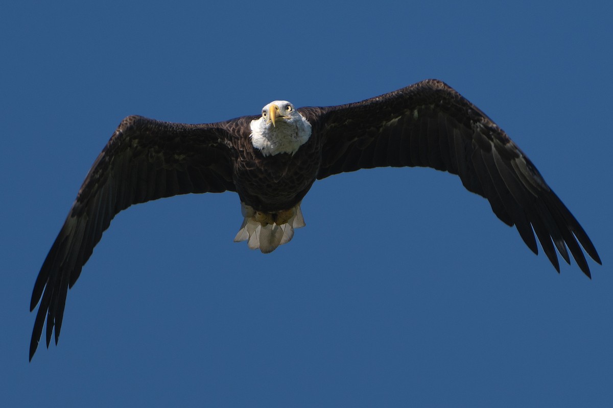 Weißkopf-Seeadler - ML620133281