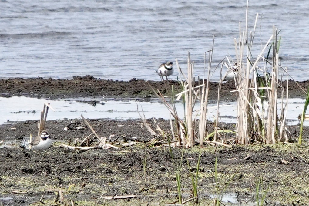 Semipalmated Plover - ML620133288