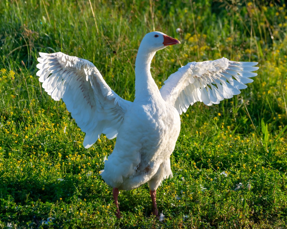 Graylag Goose (Domestic type) - ML620133295