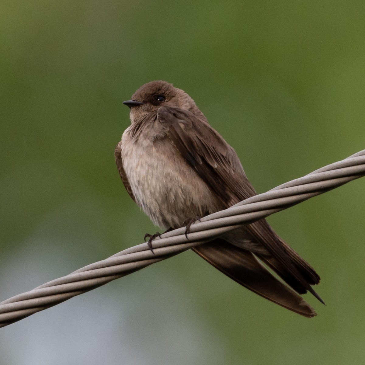 Northern Rough-winged Swallow - ML620133298