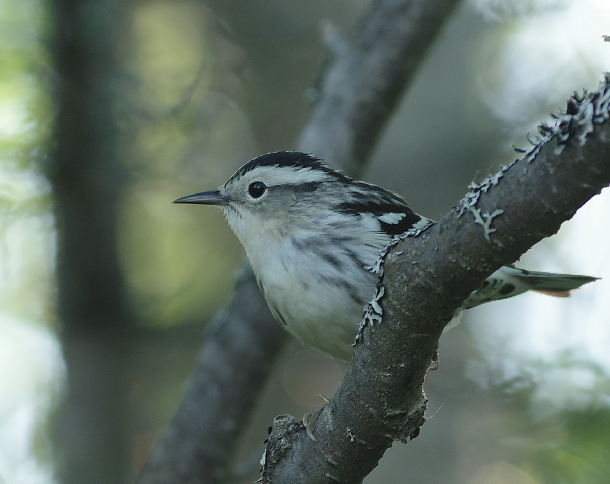 Black-and-white Warbler - ML620133299
