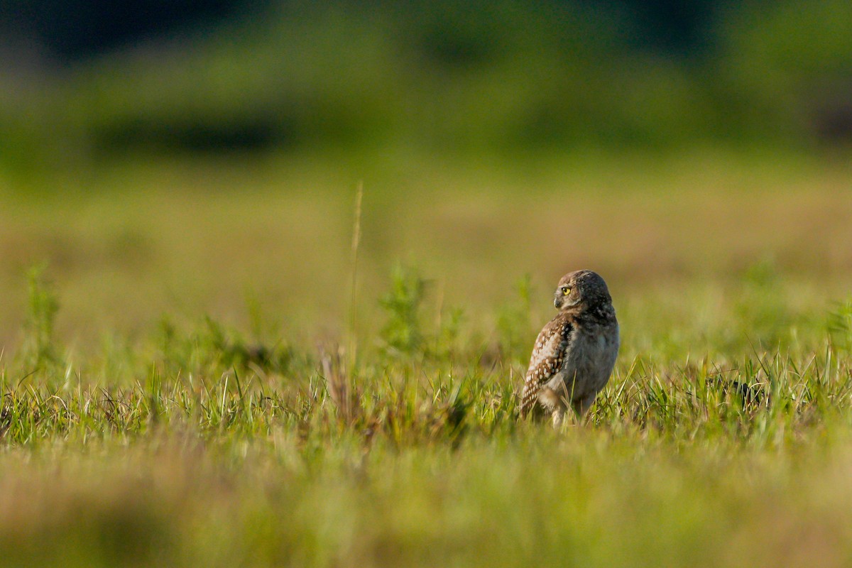 Burrowing Owl - ML620133304