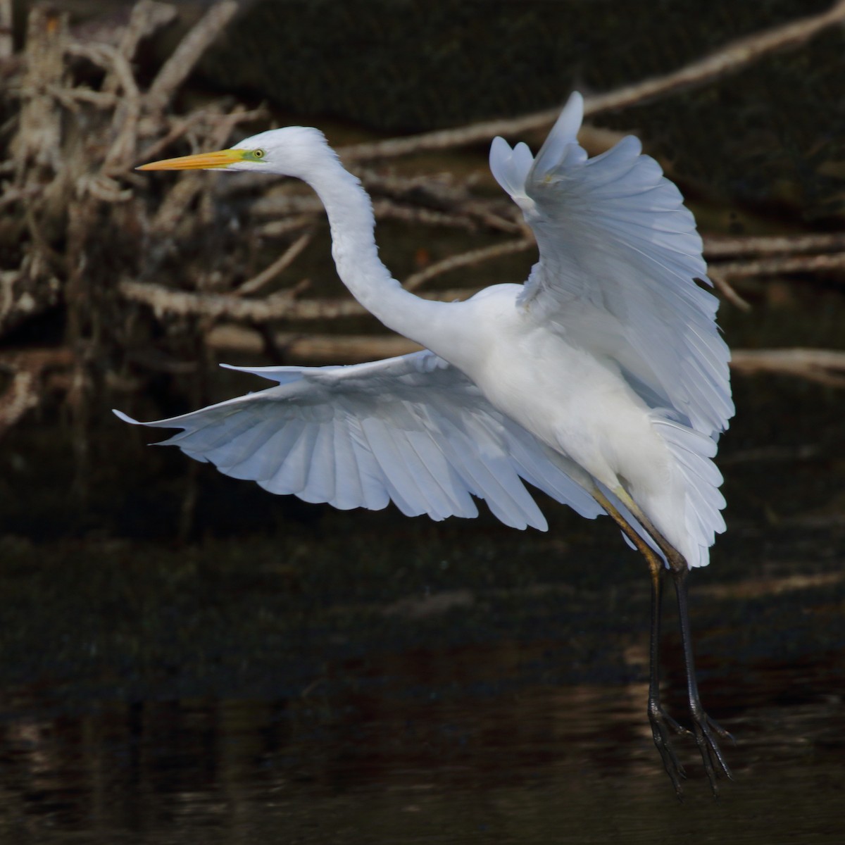 Great Egret - ML620133313