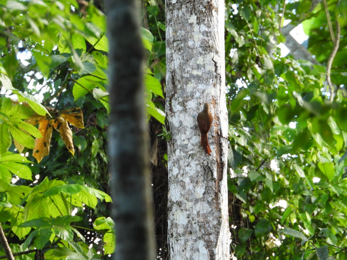 Cinnamon-throated Woodcreeper - ML620133319