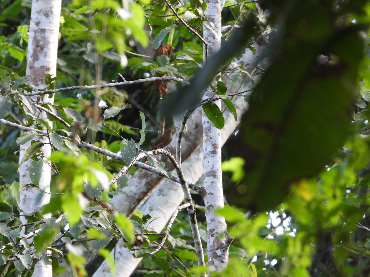 Cinnamon-throated Woodcreeper - ML620133320