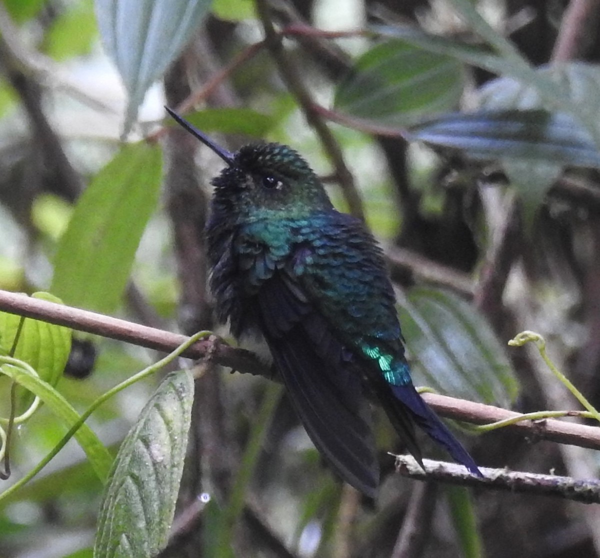 Glowing Puffleg - ML620133325