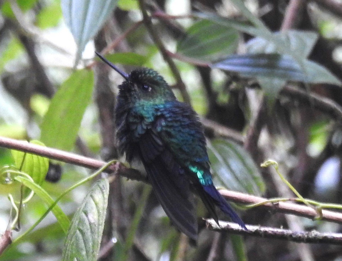 Glowing Puffleg - ML620133326