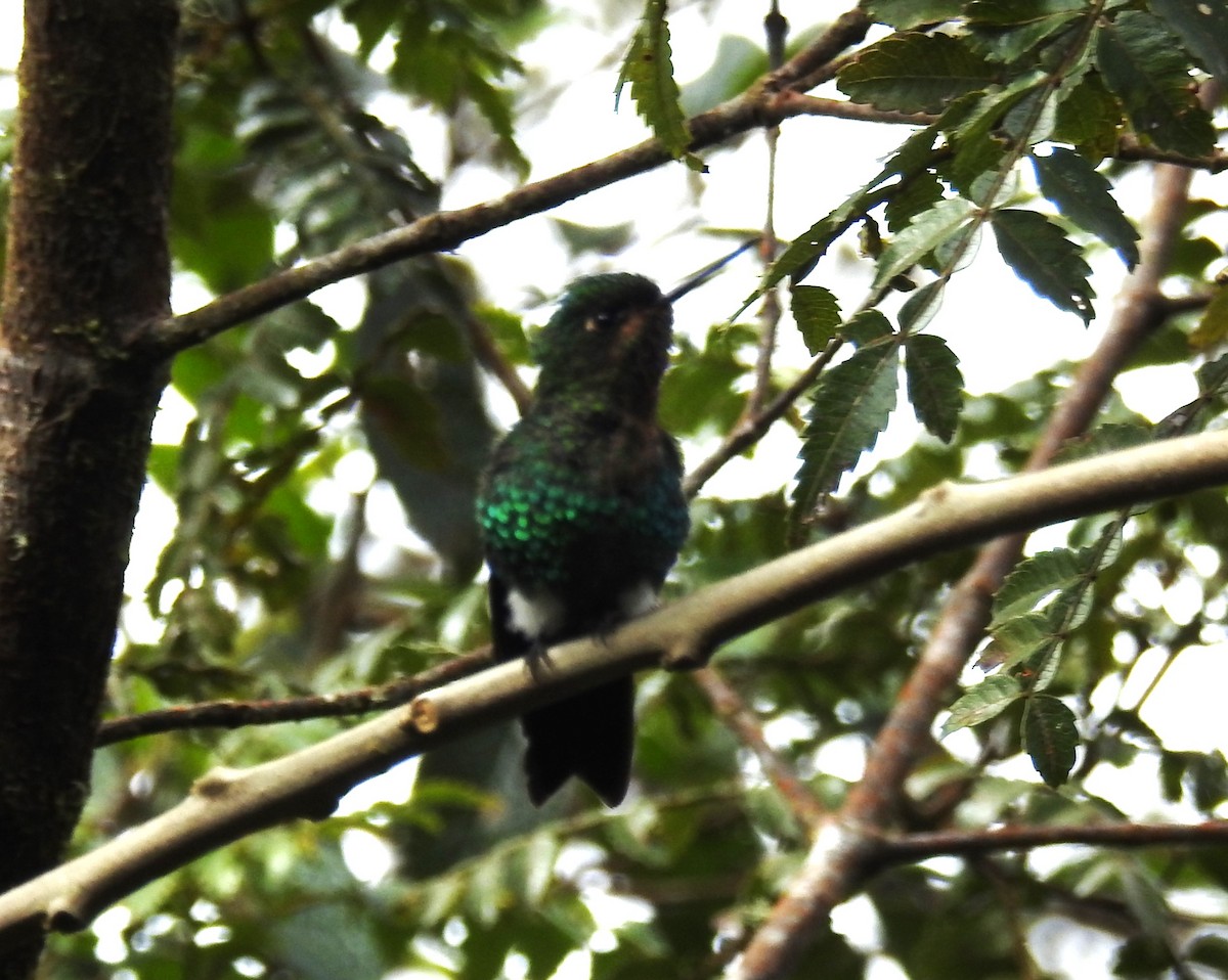 Glowing Puffleg - ML620133327