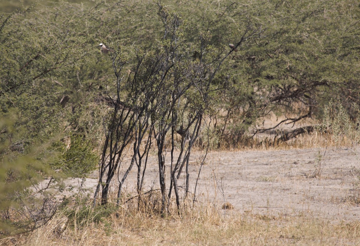 White-crowned Shrike - ML620133328