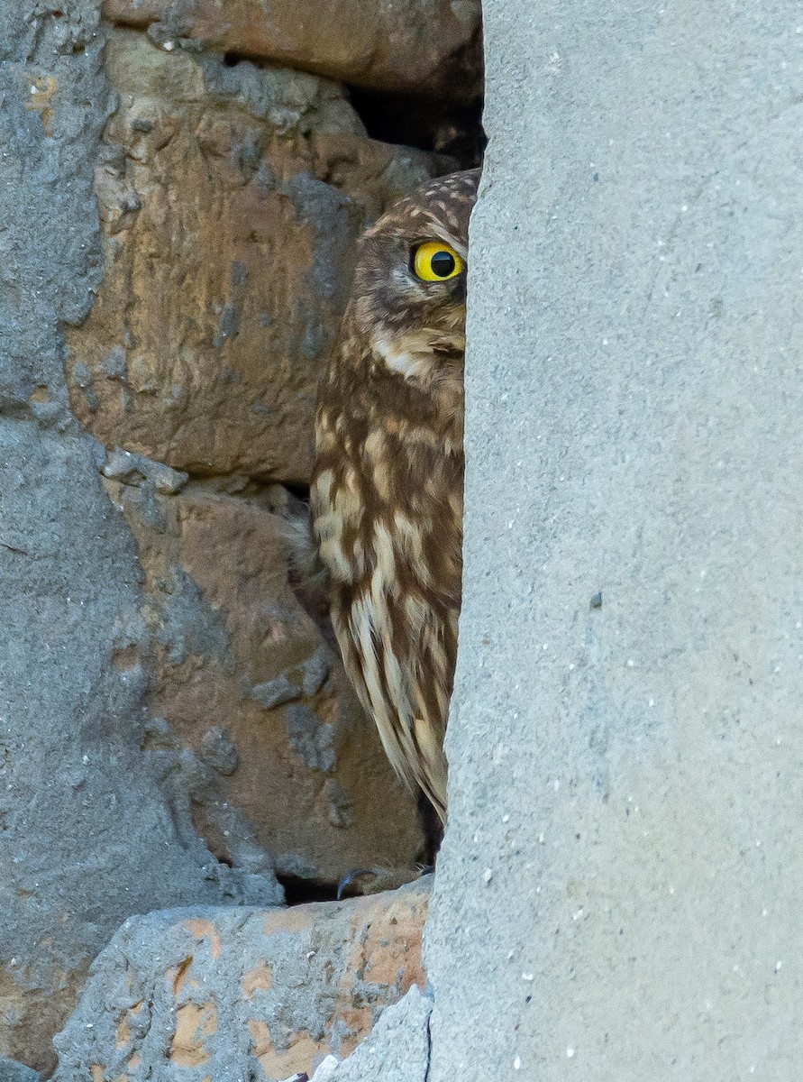 Little Owl - ML620133354