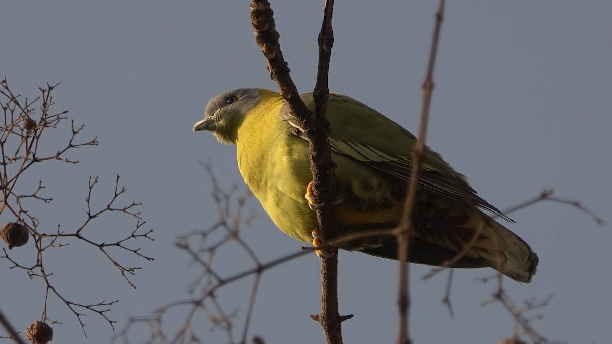 Gray-fronted Green-Pigeon - ML620133363