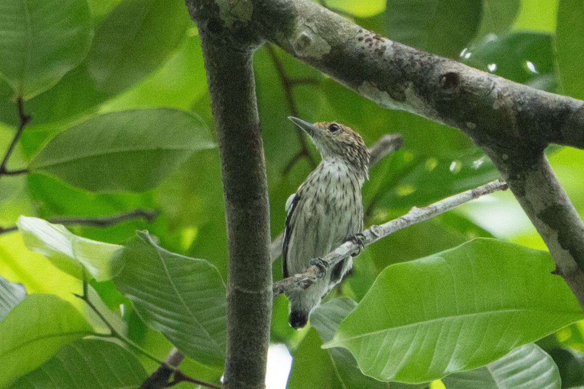 Amazonian Streaked-Antwren - Marcel Holyoak