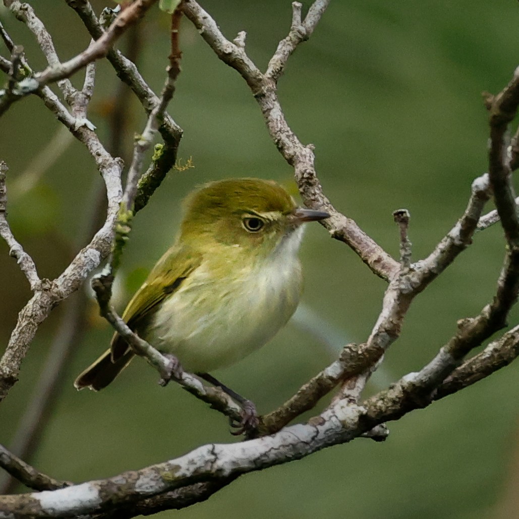 Hangnest Tody-Tyrant - ML620133370