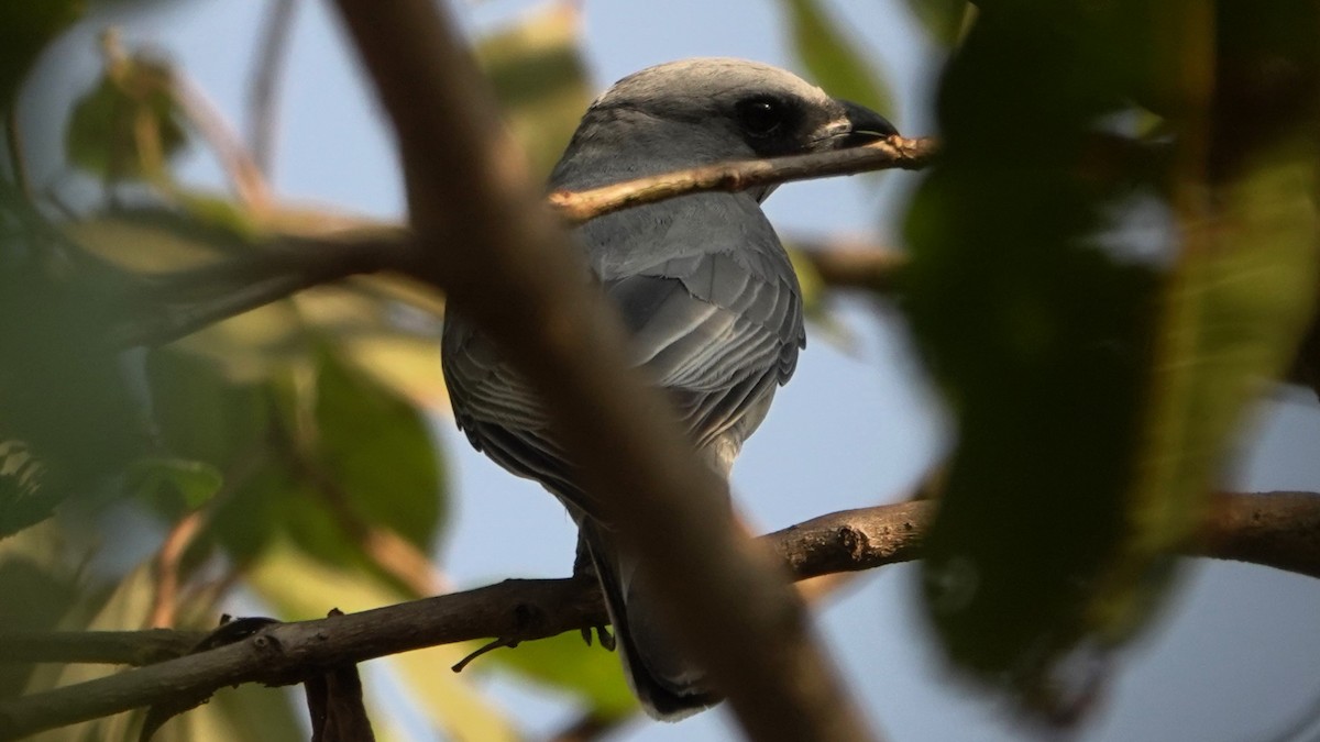 Large Cuckooshrike - ML620133374