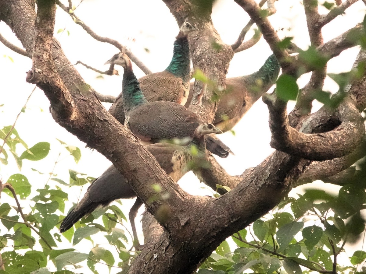 Indian Peafowl - ML620133380