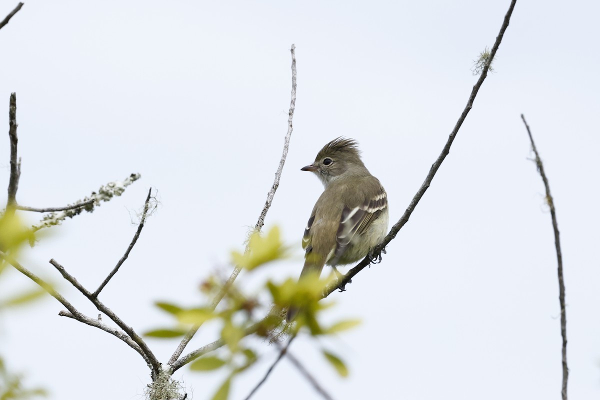 Yellow-bellied Elaenia - ML620133385