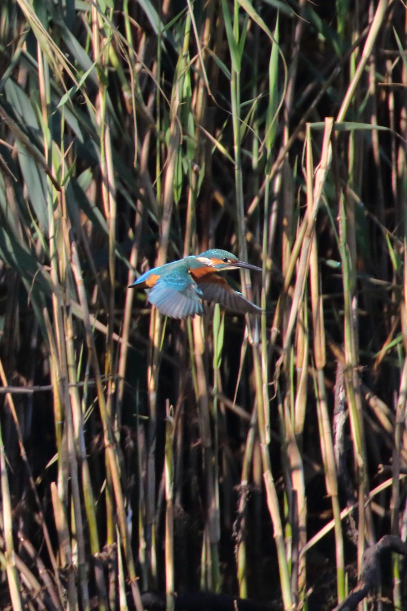 Common Kingfisher - ML620133391
