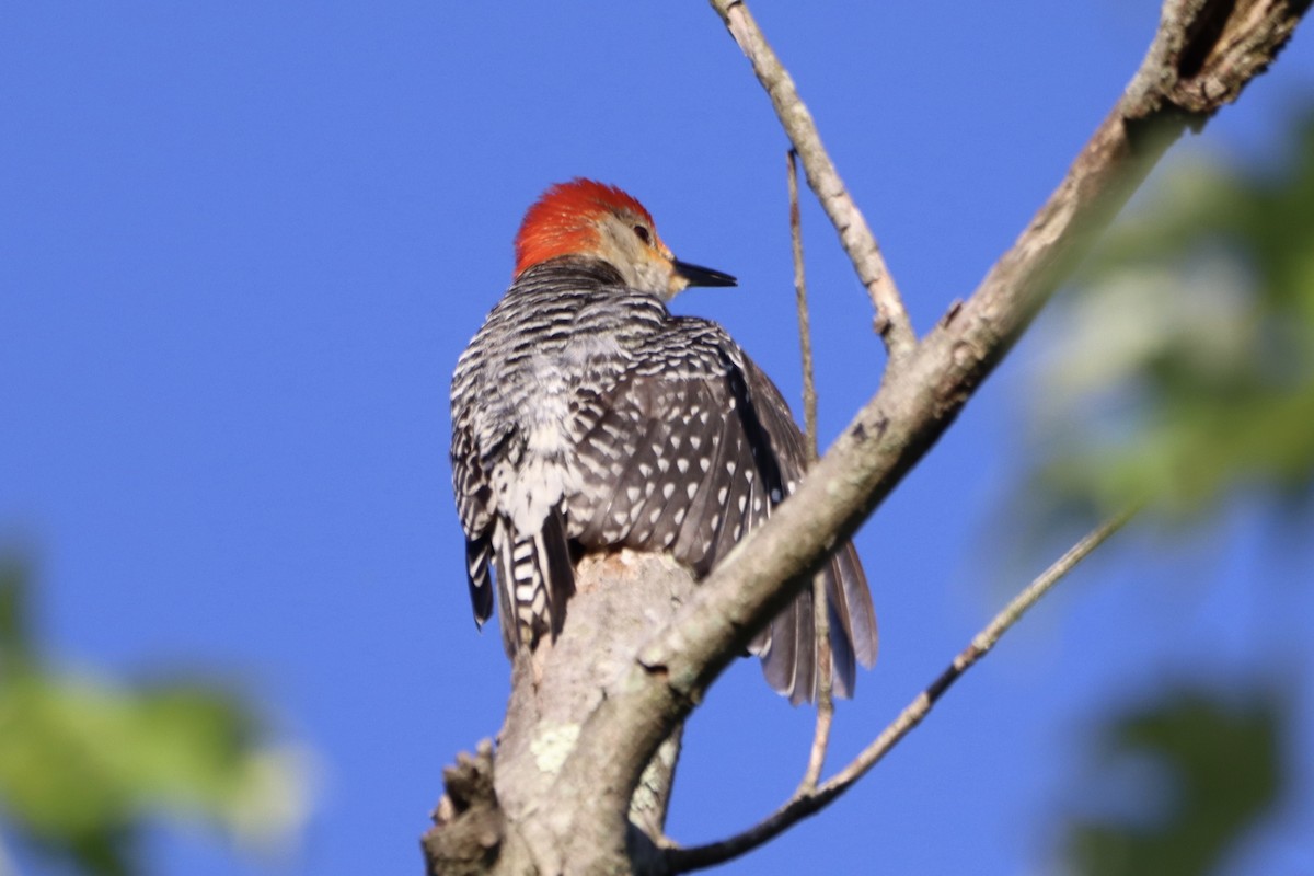 Red-bellied Woodpecker - ML620133395