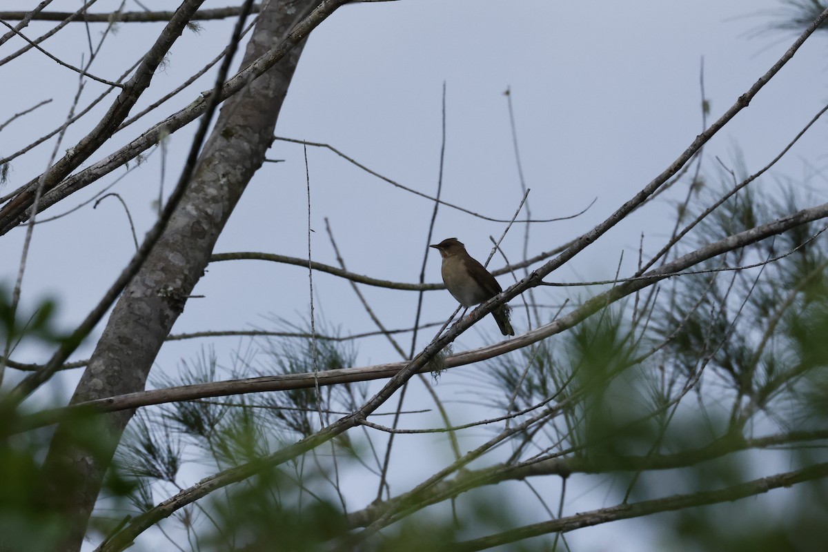 Pale-breasted Thrush - ML620133396