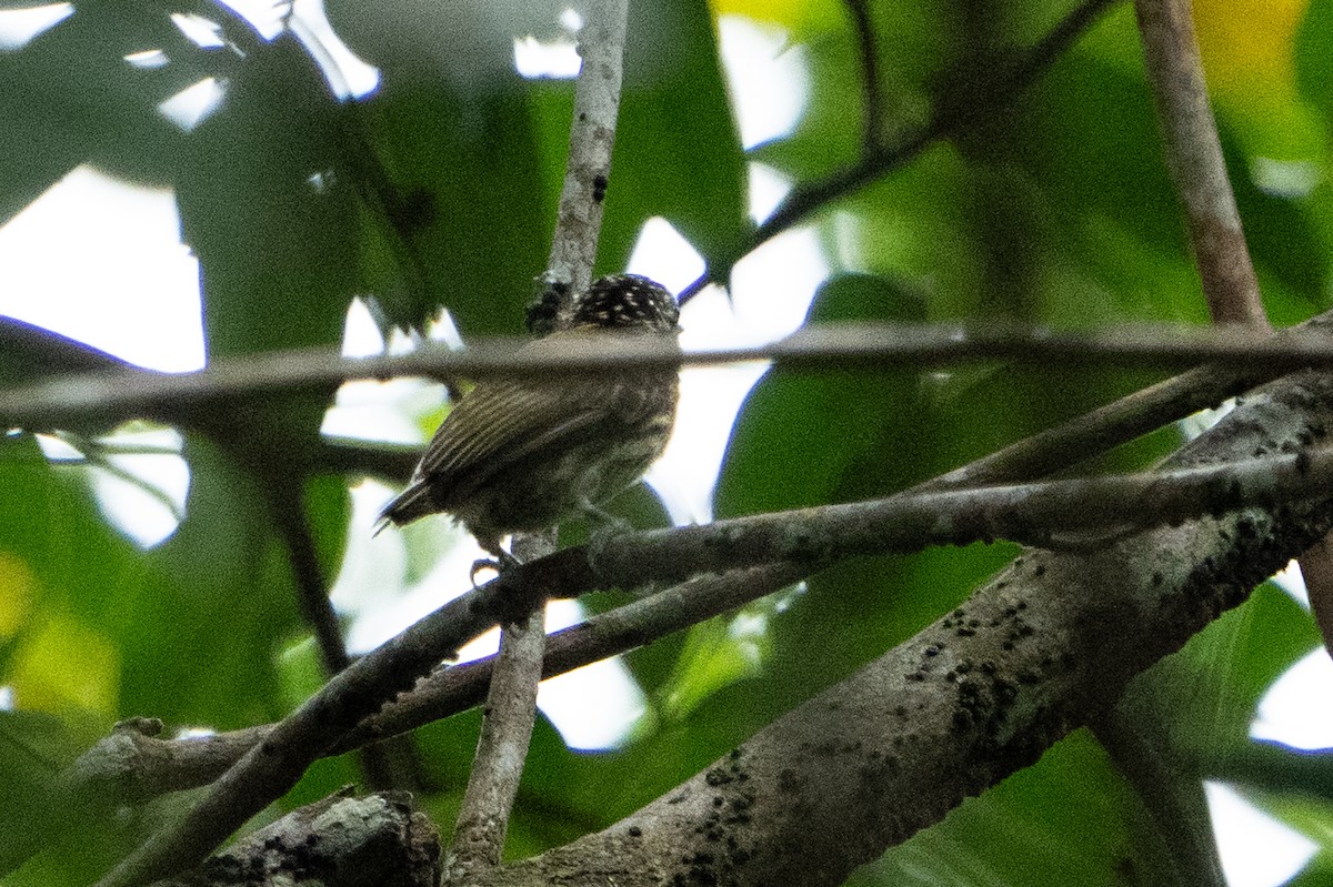 Bar-breasted Piculet - ML620133403