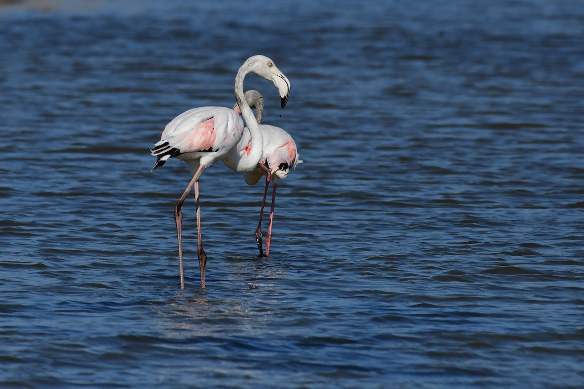 rosenflamingo - ML620133408