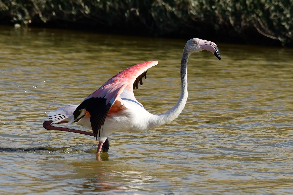 Greater Flamingo - ML620133411